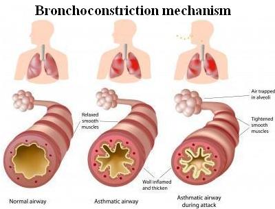Mechanism of Bronchoconstriction