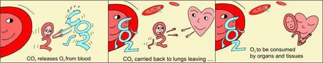 Bohr effect explained: How CO2 helps to release O2