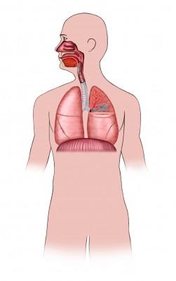 respiratory system