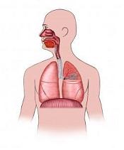 Respiratory Minute Ventilation in Health and Disease