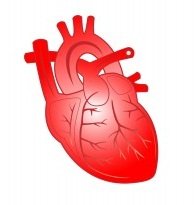 Heart muscle