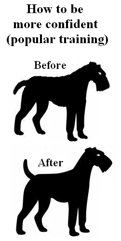 How to be more confident (popular training): dog before and after