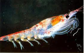 Krill: the source of krill oil