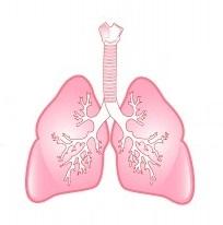 Respiratory system and lungs