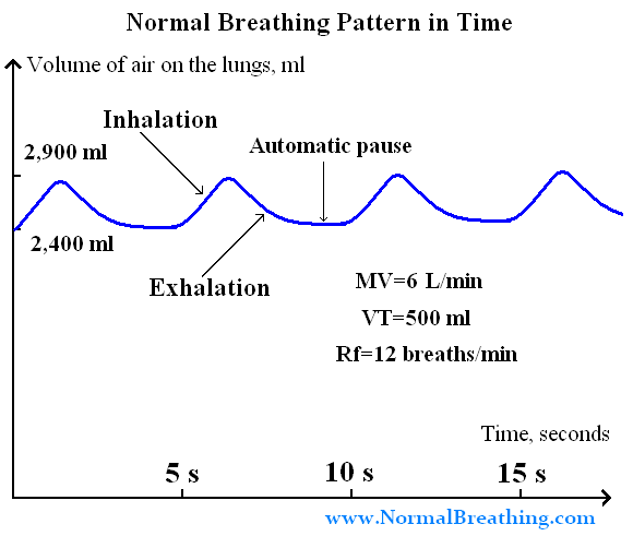 Normal Breathing (Respiration) Pattern Cycle: Chart in Time