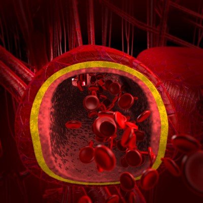 Effects of vasodilators: dilation of blood vessels